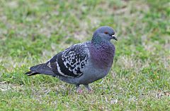 Rock Pigeon